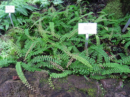 Adiantum edgeworthii